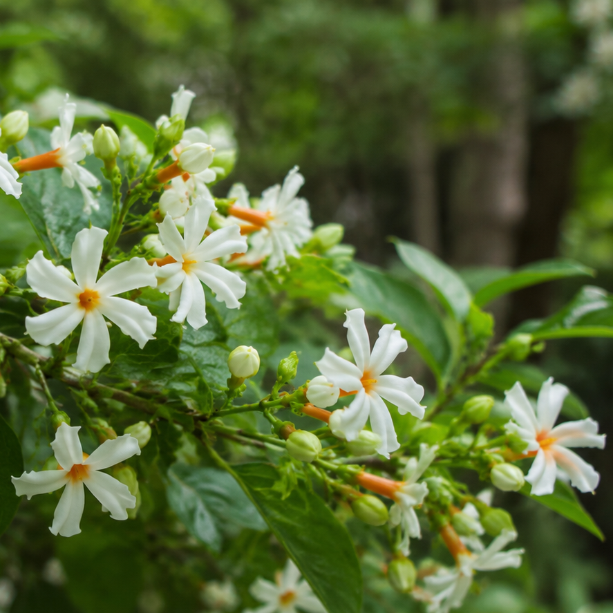 Nightfall Neroli